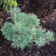 Pinus parviflora 'Schoon's Bonsai': Bild 2/2