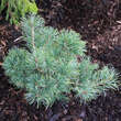 Pinus parviflora 'Schoon's Bonsai': Bild 2/2
