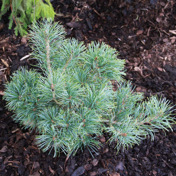 Pinus parviflora 'Schoon's Bonsai': Bild 2/2 Pinus parviflora 'Schoon's Bonsai': Bild 2/2