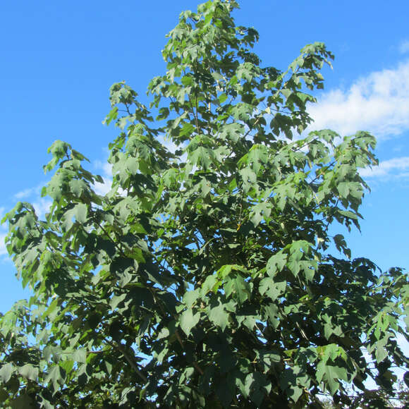 Broussonetia papyrifera: Bild 7/7 Broussonetia papyrifera: Bild 7/7