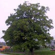 Quercus robur: Bild 7/8