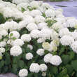 Hydrangea arborescens 'Annabelle': Bild 5/8