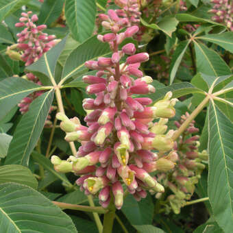 Aesculus pavia 'Humilis'