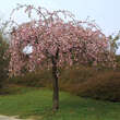 Prunus serr. 'Kiku-shidare-zakura': Bild 3/3