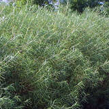 Salix rosmarinifolia - Rosmarinweide
