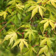 Acer palmatum 'Orange Dream': Bild 2/5