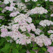 Spiraea japonica 'Pruhoniciana': Bild 2/4