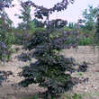 Fagus sylvatica 'Tortuosa Purpurea': Bild 4/4