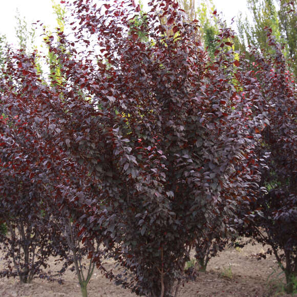 Prunus cerasifera 'Nigra': Bild 8/9 Prunus cerasifera 'Nigra': Bild 8/9