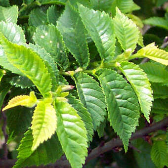 Ulmus minor 'Jacqueline Hillier': Bild 3/6 Ulmus minor 'Jacqueline Hillier': Bild 3/6