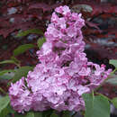 Syringa vulgaris 'Esther Staley' - Edelflieder - einfachblühend