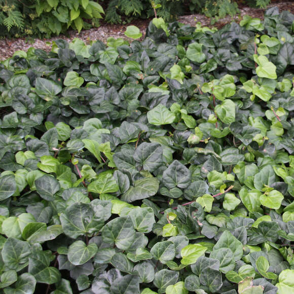 Hedera colchica 'Batumi': Bild 7/7 Hedera colchica 'Batumi': Bild 7/7