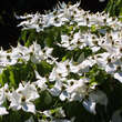 Cornus kousa chinensis: Bild 4/10