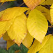 Fagus engleriana: Bild 2/4