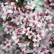 Prunus nipponica 'Ruby': Bild 2/6
