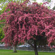 Crataegus laevigata 'Crimson Cloud': Bild 2/2