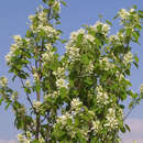 Amelanchier alnifolia 'Obelisk' - Säulen-Felsenbirne