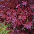 Acer palmatum 'Osakazuki': Bild 5/8