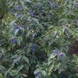 Chionanthus retusus: Bild 6/12