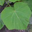 Paulownia tomentosa: Bild 4/10