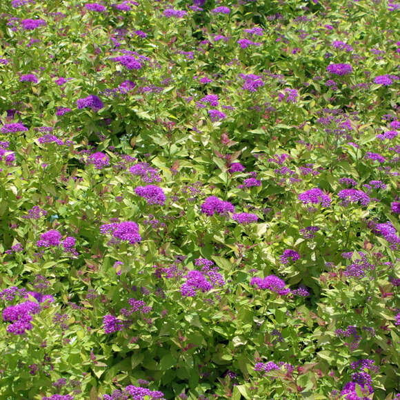 Spiraea japonica 'Goldflame': Bild 4/5 Spiraea japonica 'Goldflame': Bild 4/5
