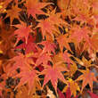 Acer palmatum 'Oridono-nishiki': Bild 5/6