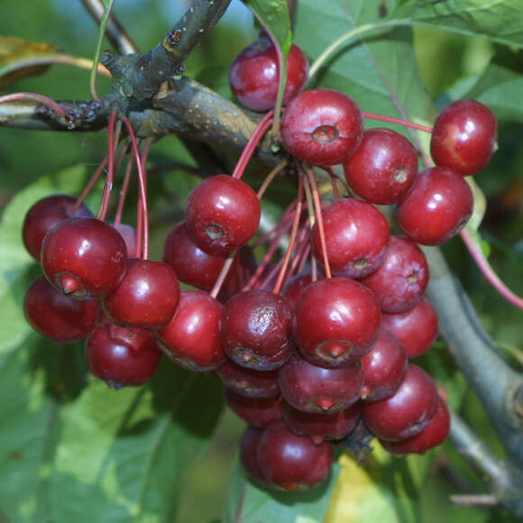 Malus 'Calocarpa': Bild 5/8