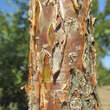 Chionanthus retusus: Bild 8/12