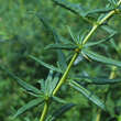Berberis gagnepainii lanceifolia: Bild 3/4