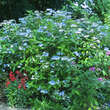 Hydrangea serrata 'Bluebird': Bild 6/6