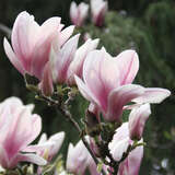 Magnolia soulangeana - Tulpenmagnolie