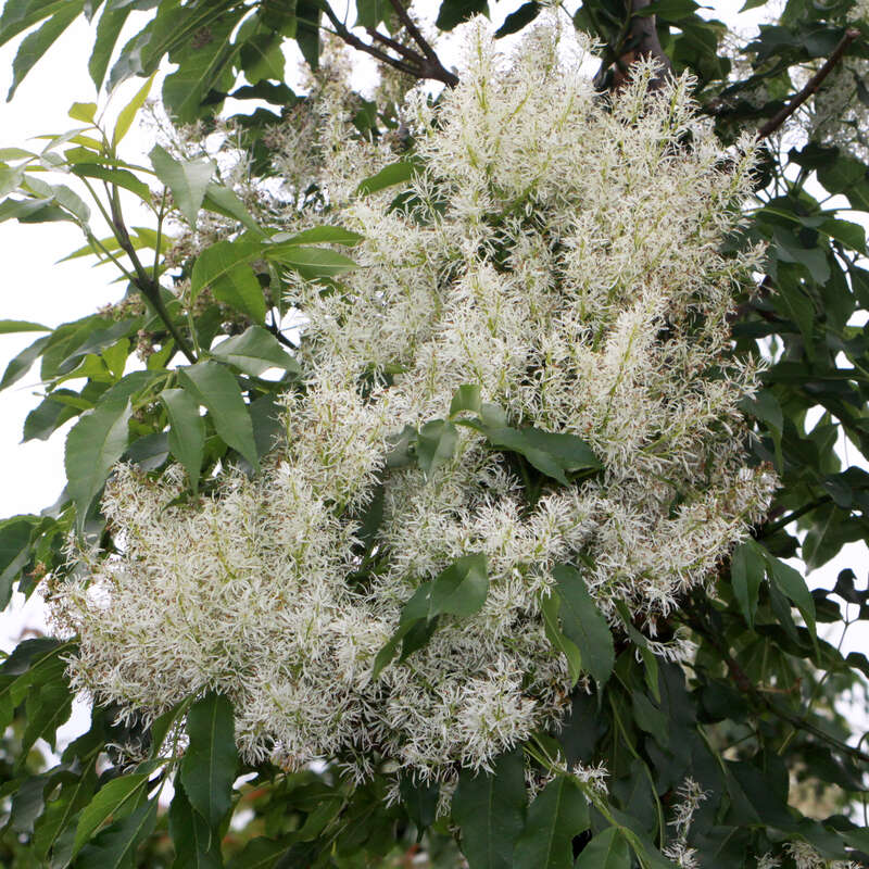 Chinesische Blumenesche Fraxinus bungeana 'Franz' weiß