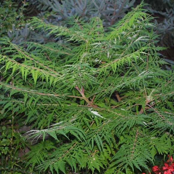 Rhus typhina 'Dissecta': Bild 2/5 Rhus typhina 'Dissecta': Bild 2/5