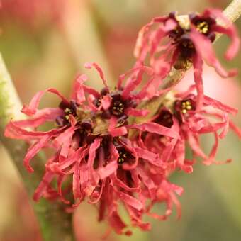 Hamamelis intermedia 'Diane': Bild 3/3