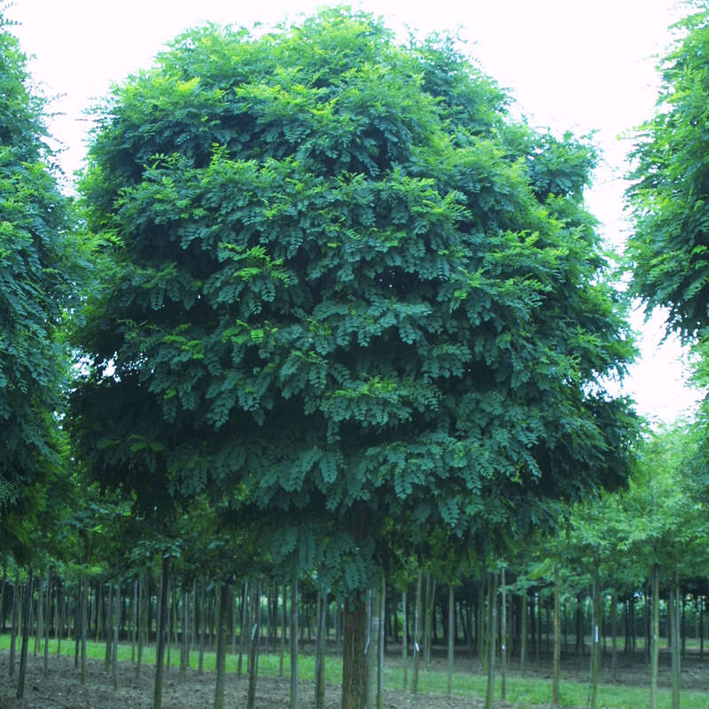 Kugelakazie - Robinia pseudoacacia ‘Umbraculifera’
