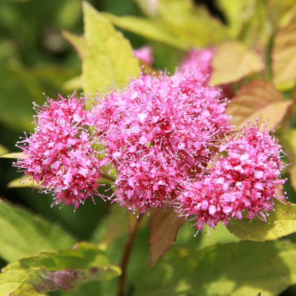Spiraea japonica 'Goldflame': Bild 2/5 Spiraea japonica 'Goldflame': Bild 2/5