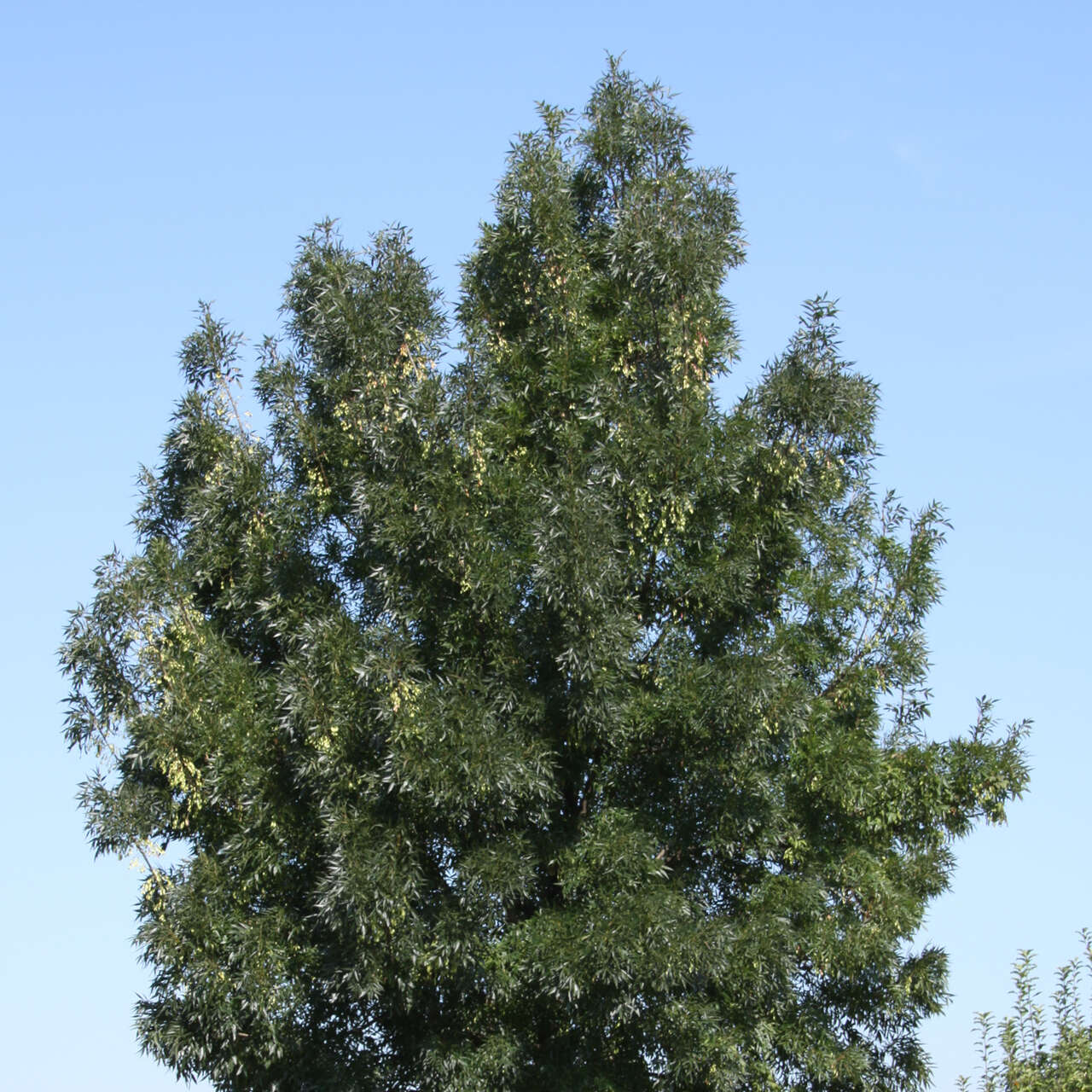Schmalblättrige Esche Fraxinus angustifolia 'Raywood' grün
