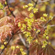 Acer platanoides 'Globosum': Bild 3/8