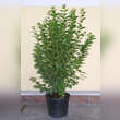 Ligustrum ovalifolium 'Miki': Bild 2/2