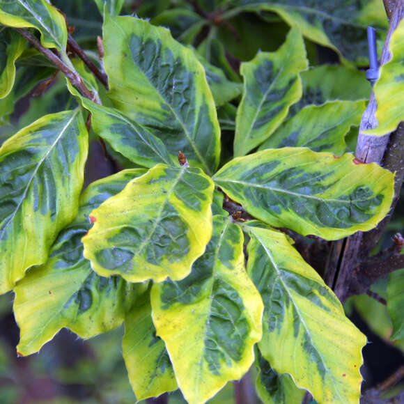 Fagus sylvatica 'Bicolor Sartinii': Bild 2/2 Fagus sylvatica 'Bicolor Sartinii': Bild 2/2