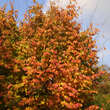 Parrotia persica: Bild 7/9