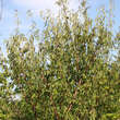 Prunus serrula: Bild 7/8