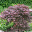 Acer palmatum 'Crimson Queen': Bild 5/7