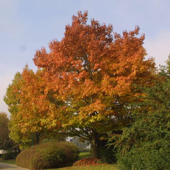 Quercus rubra: Bild 8/8