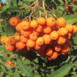 Sorbus 'Bursinka': Bild 6/7