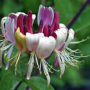 Lonicera heckrottii - Schlingendes Geißblatt