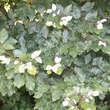 Fagus sylvatica 'Marmorstar': Bild 2/2