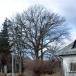 Quercus robur: Bild 8/8