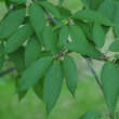 Prunus serrula: Bild 2/8