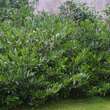 Prunus laurocerasus 'Otto Luyken': Bild 6/9